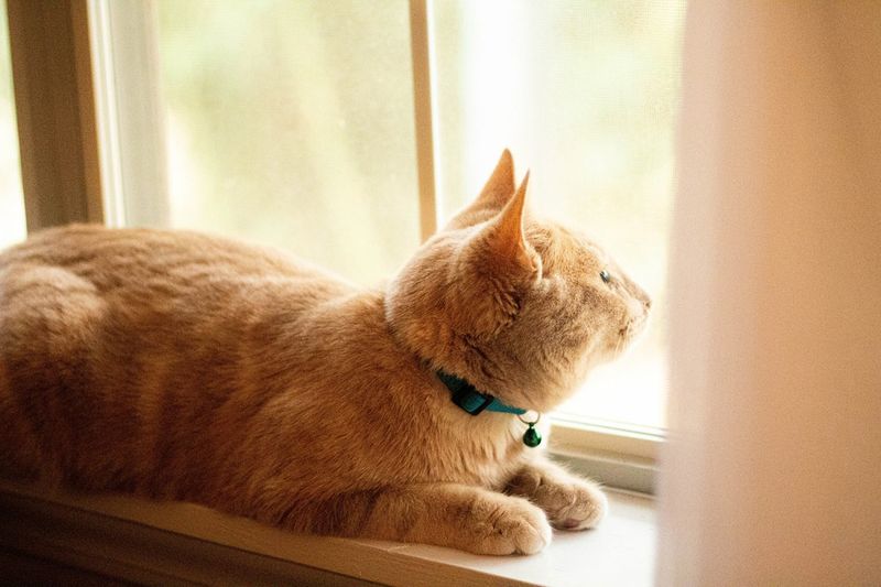 Window Wildlife Commentary