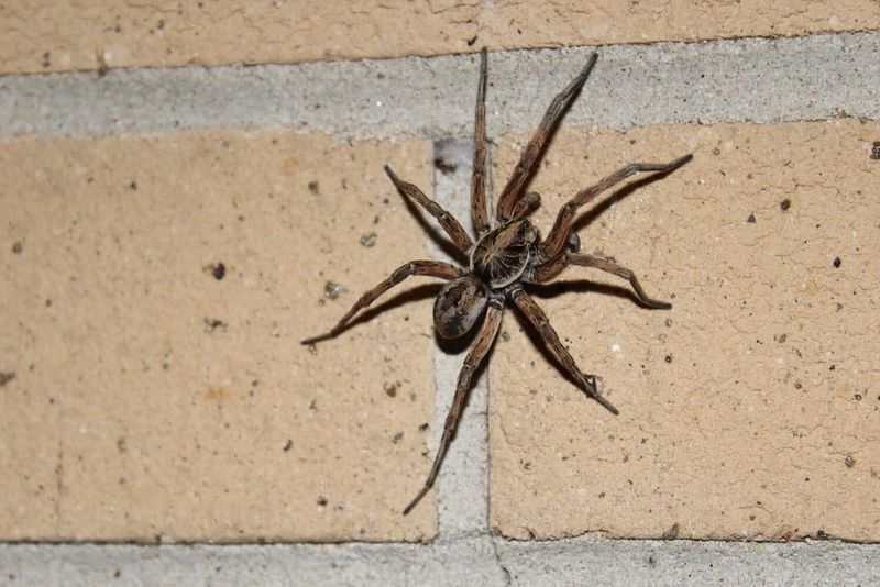 Wolf Spider (Lycosidae family)