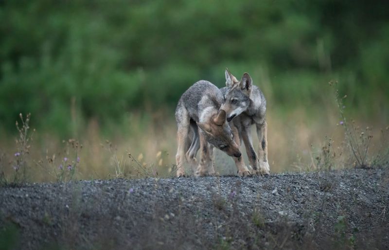 Wolves