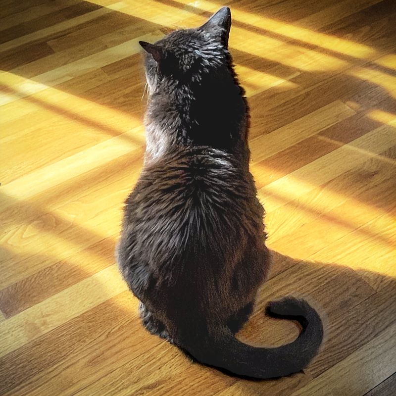 Yes: Upright Tail With Slight Curve