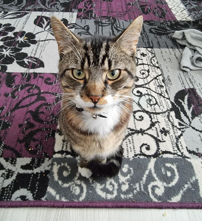 You're okay, but that food bowl better be filled on time.