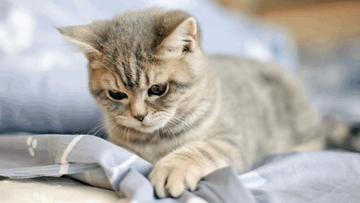 Your Cat Isn’t Just Being Annoying—These 11 Behaviors Mean They Need More Love
