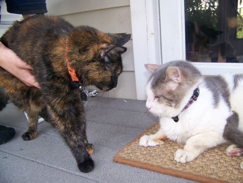 Your Existing Pets Show Territorial Concerns