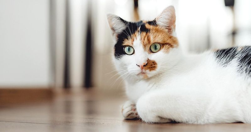 Your Living Space Lacks Pet-Friendly Features