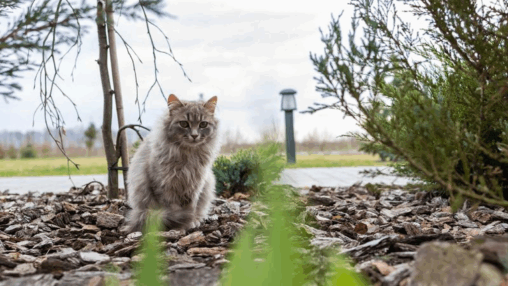Your Outdoor Cat’s Secret Life: Why They Keep Disappearing—and What They’re Actually Doing Out There