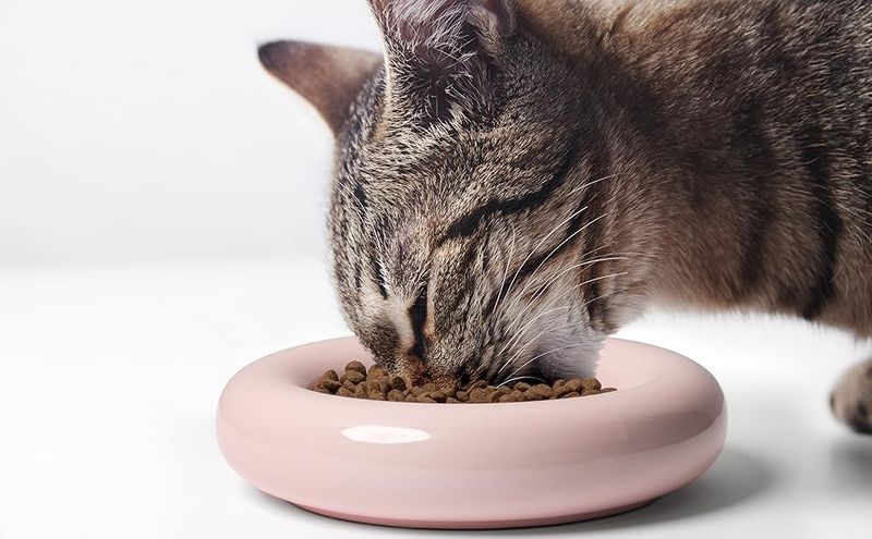 Yowling Near the Food Bowl