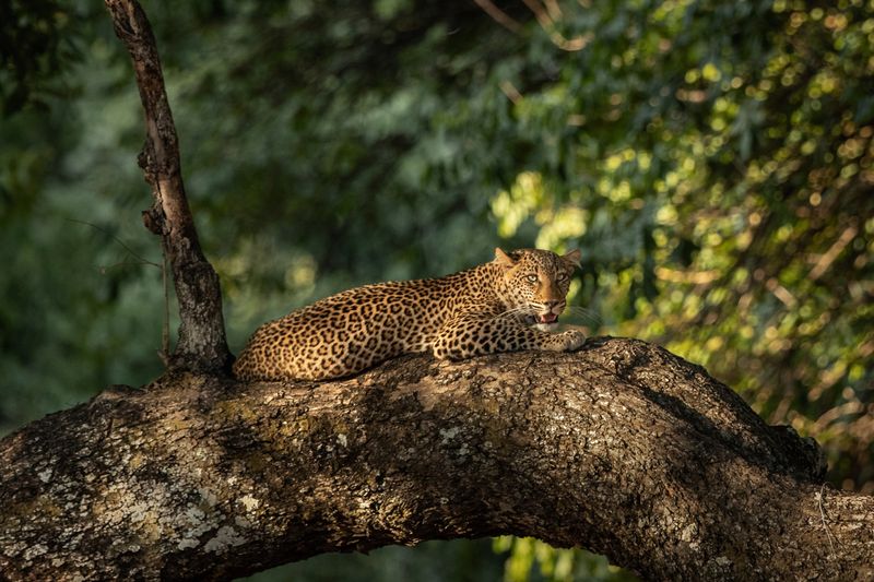 Zambia