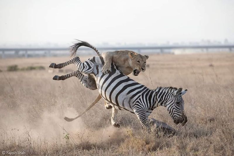 Zebras: The Flying Kickers of the Grasslands