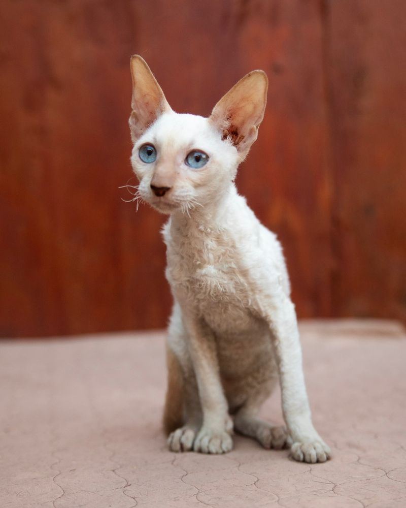 Ziggy for a Cornish Rex
