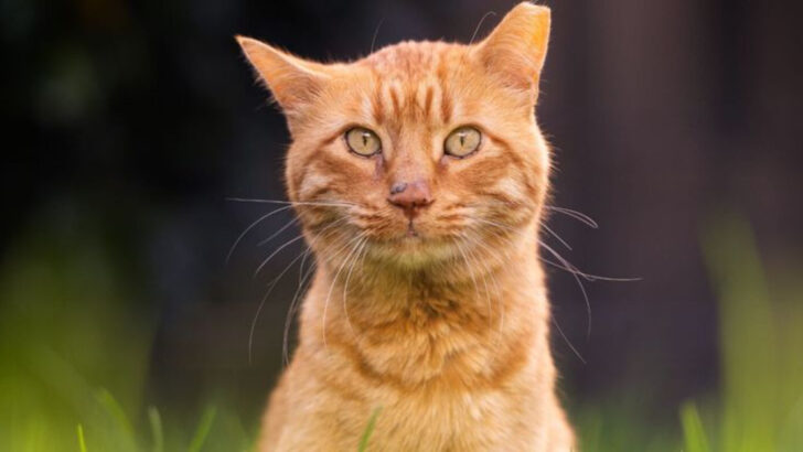 A Guide to 7 Minor Cat Wounds