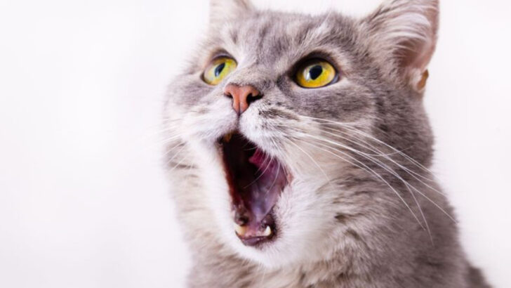 Adopting a Cat? Here Are 10 Cat Adoption Mistakes to Avoid