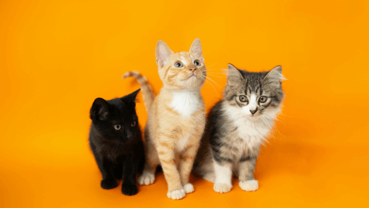 6 Pros of Owning Multiple Cats & 4 Cons That’ll Make You Think Twice