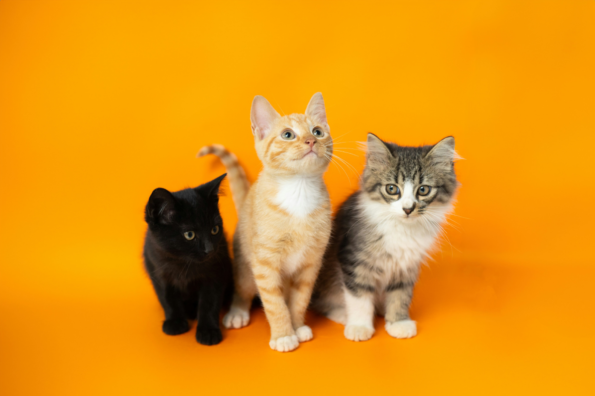 6 Pros of Owning Multiple Cats & 4 Cons That'll Make You Think Twice