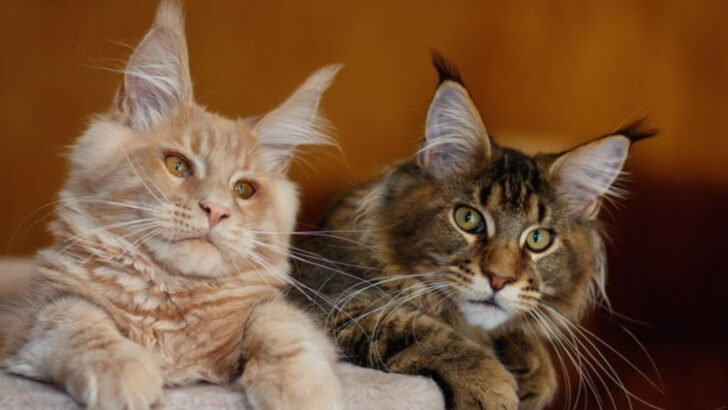 Are Maine Coons the Ultimate Therapy Cats? 7 Reasons That Say Yes