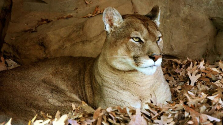 Are You in Cougar Country? 10 Breathtaking States Where These Stealthy Predators Are Lurking Nearby