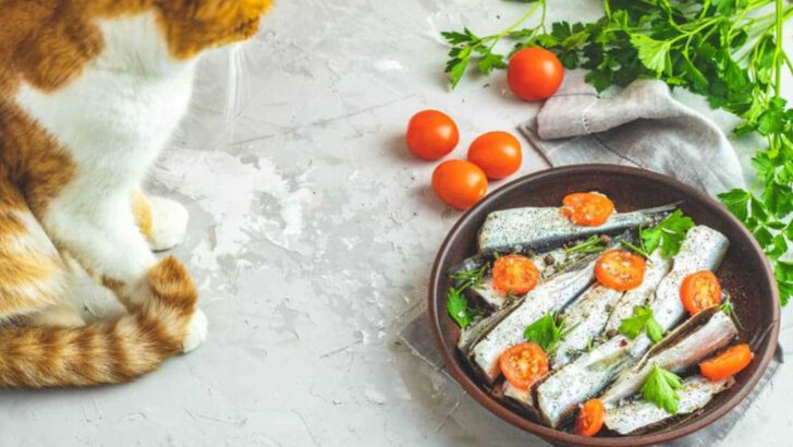 Because Your Cat Deserves the Best: 7 Homemade Recipes That Boost Fur Shine and Skin Health