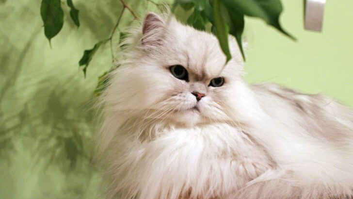 Big Personality or Calm Companion? How to Pick the Perfect Cat for Your Home and Lifestyle