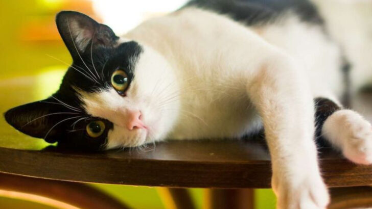 Building a Bond of Safety: How to Be the Steady Source of Comfort Your Cat Needs, No Matter What