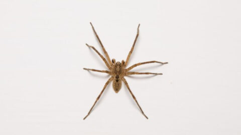 Can Spiders Harm Cats? 7 Species Every Cat Owner Should Know