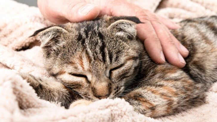 Cat Ate Something Toxic? Here’s How to Act Fast and Stay Calm