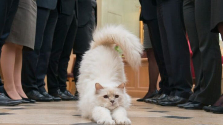 Cat Cafés Are Out, Cat Retreats Are In—Inside the Luxury World of Feline Wellness