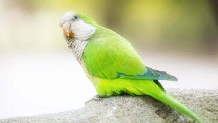 Cats and Birds Living Together? Meet 7 Pet Birds That Can Handle Your Cat’s Energy
