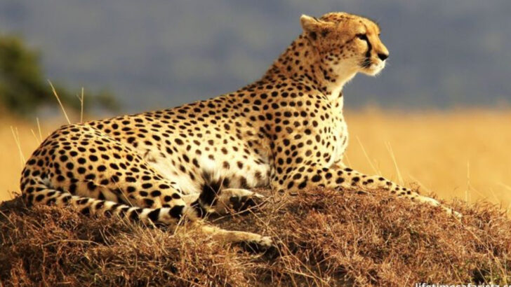 Cheetahs vs. Other Big Cats: 10 Key Differences You Didn’t Know