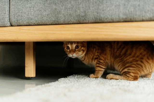 9 Simple Yet Powerful Ways to Calm Your Terrified Cat During Thunderstorms