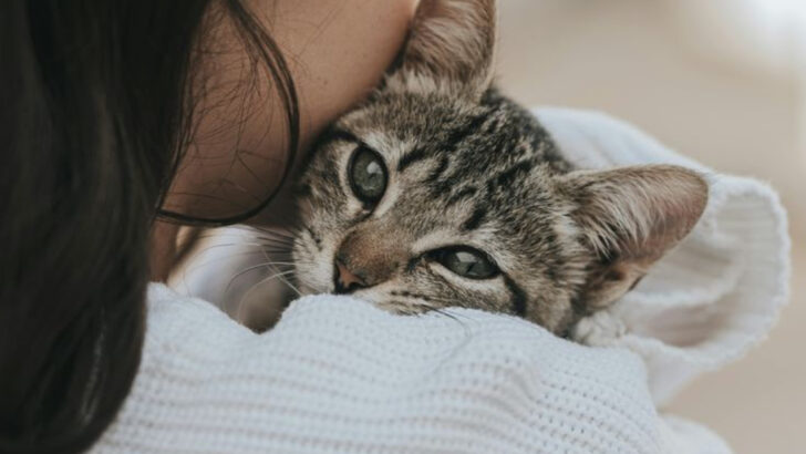 Data Reveals Why More Millennials and Gen Z Are Embracing Cat Companionship