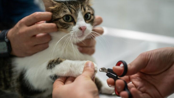 Declawing Cats Is Being Banned Across the U.S.—Here’s Where It’s Already Happened