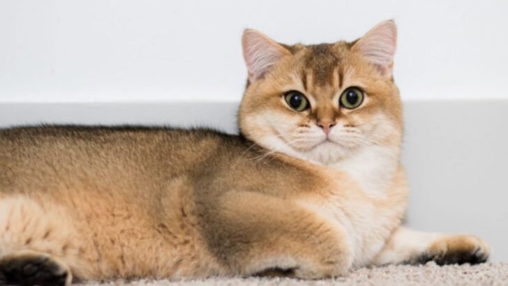 Ditch the Grooming Bills: These 10 Low-Maintenance Cats Practically Take Care of Themselves