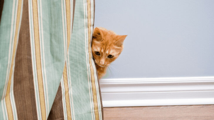 Does Your Cat Crave Space or Attention? 7 Introvert Behaviors vs. 7 Extrovert Ones You’ll Recognize