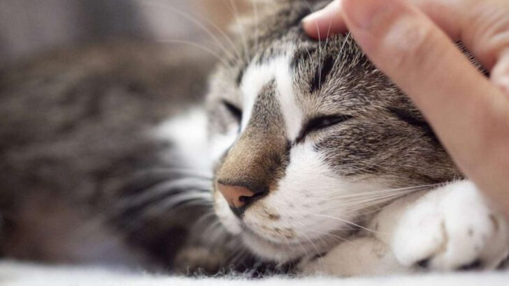 Does Your Cat Feel Loved? 5 Green Flags & 5 Warning Signs to Pay Attention To