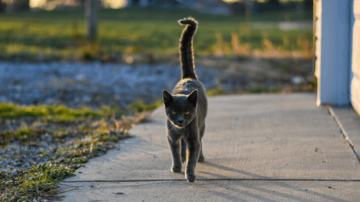 Ever Wonder Why Your Cat Ignores You? The Answer Might Change How You See Your Pet