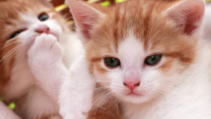 Feline Heartbreak: 10 Reasons Why Some Cats Pine for Their Humans—and Others Don’t Blink