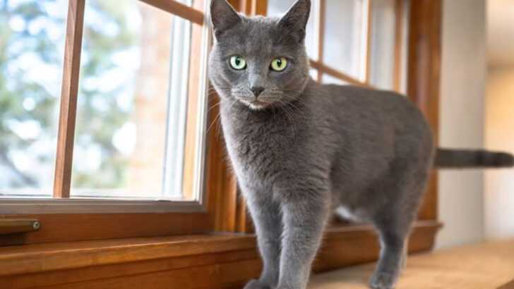 For the Gentle-Hearted: 7 Cat Breeds That Thrive with Soft-Spoken, Loving Humans