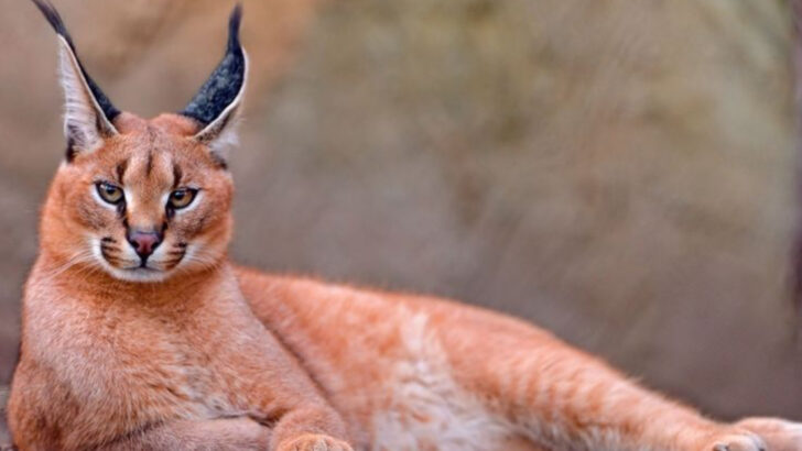From Florida to Oregon: The Ultimate Guide to Spotting Big Cats in the Wild (Safely)