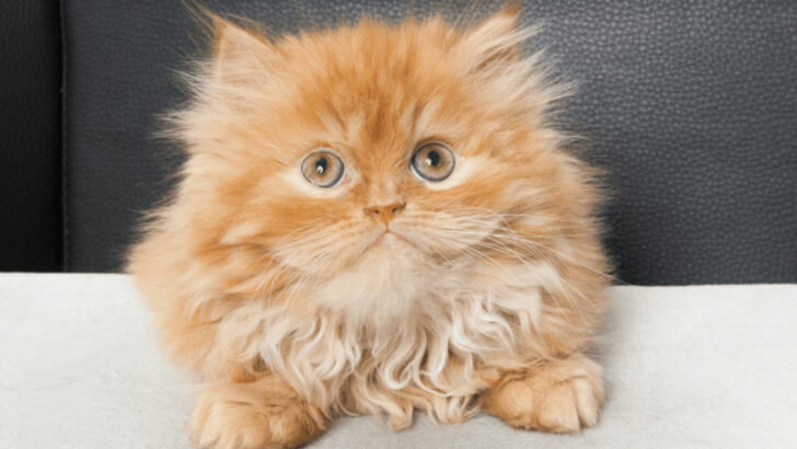From Meeps to Majesty: 7 Key Milestones in a Persian Kitten’s Development