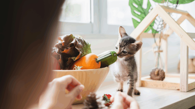 5 Veggies That Are Safe for Cats & 4 They Should Never Touch
