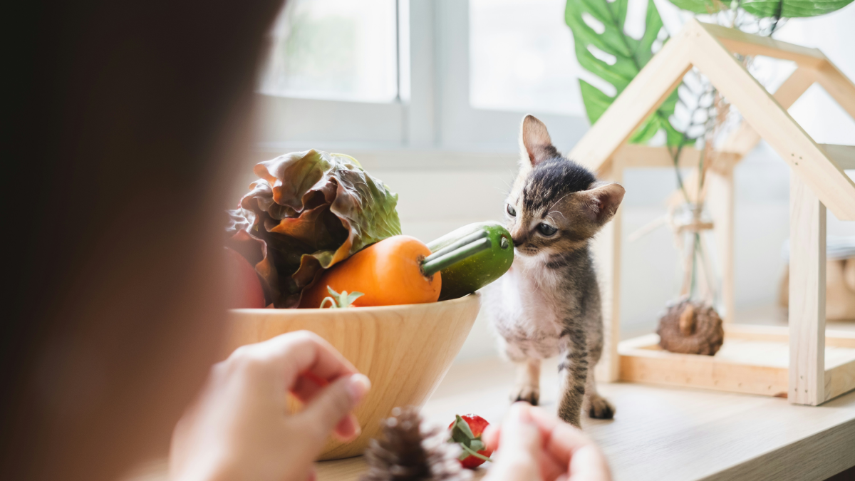 5 Veggies That Are Safe for Cats & 4 They Should Never Touch