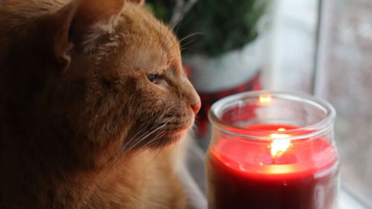 Hidden Hazards: 9 Cat ‘Safe’ Products That May Be Putting Your Pet at Risk
