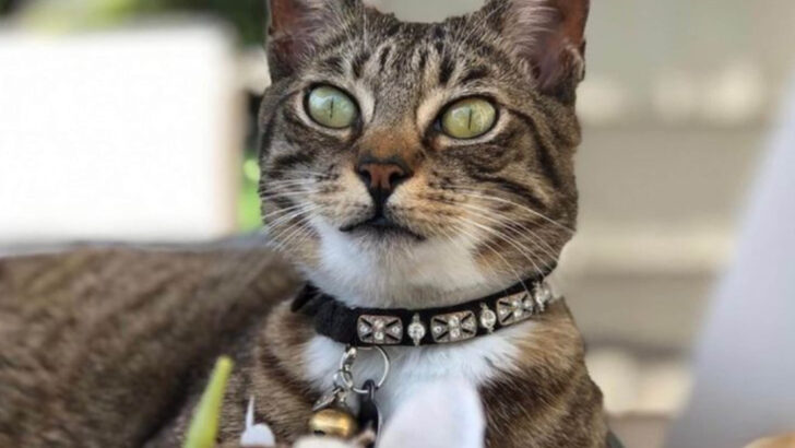 How Americans Spoil Their Cats: 7 Weirdest and Most Luxurious Cat Products You Can Buy