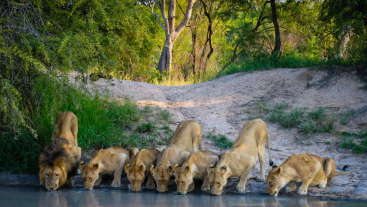 How Big Cats Outsmart Their Prey—And Why It’s Different in Every Environment
