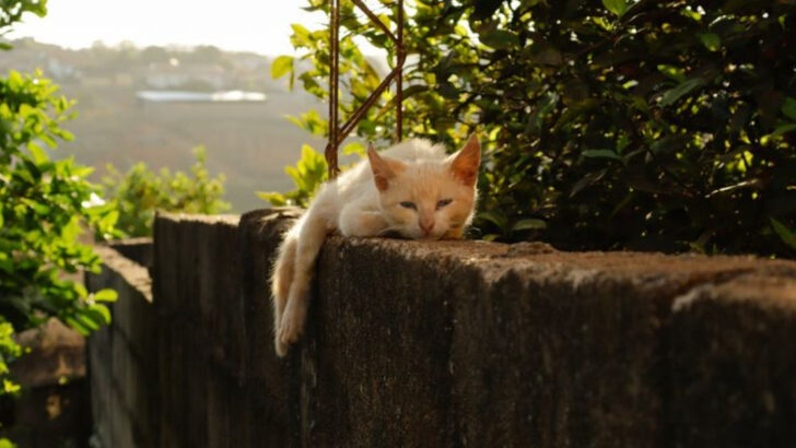 How Outdoor Cats Beat the Heat: 15 Warm-Weather Survival Tricks