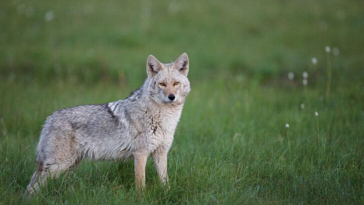 How to Keep Your Cat Safe From Coyotes—9 Steps Every Owner Should Know