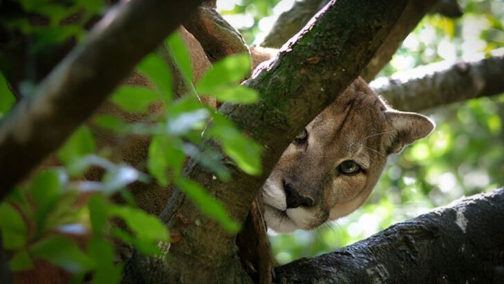How to Tell If a Panther’s Been Here: 7 Telltale Signs, and Field Clues That Matter