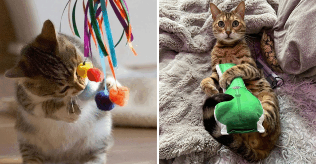 How to Turn Your Lazy Cat Into a Play Machine — 10 Must-Try Tricks