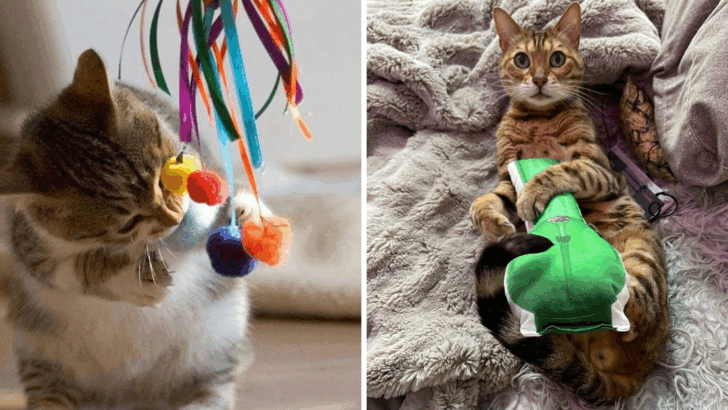 How to Turn Your Lazy Cat Into a Play Machine — 10 Must-Try Tricks