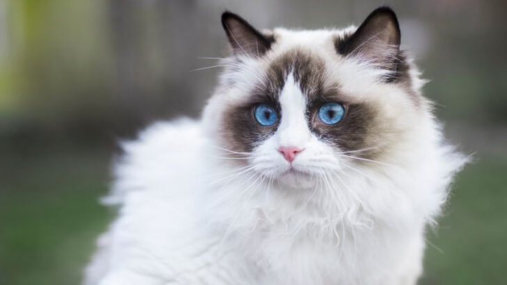 If You Want a Cat That Actually Loves You Back, Consider These 13 Breeds