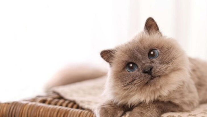 If You’re Battling Depression, These 10 Cat Breeds Could Be the Comforting Presence You Need